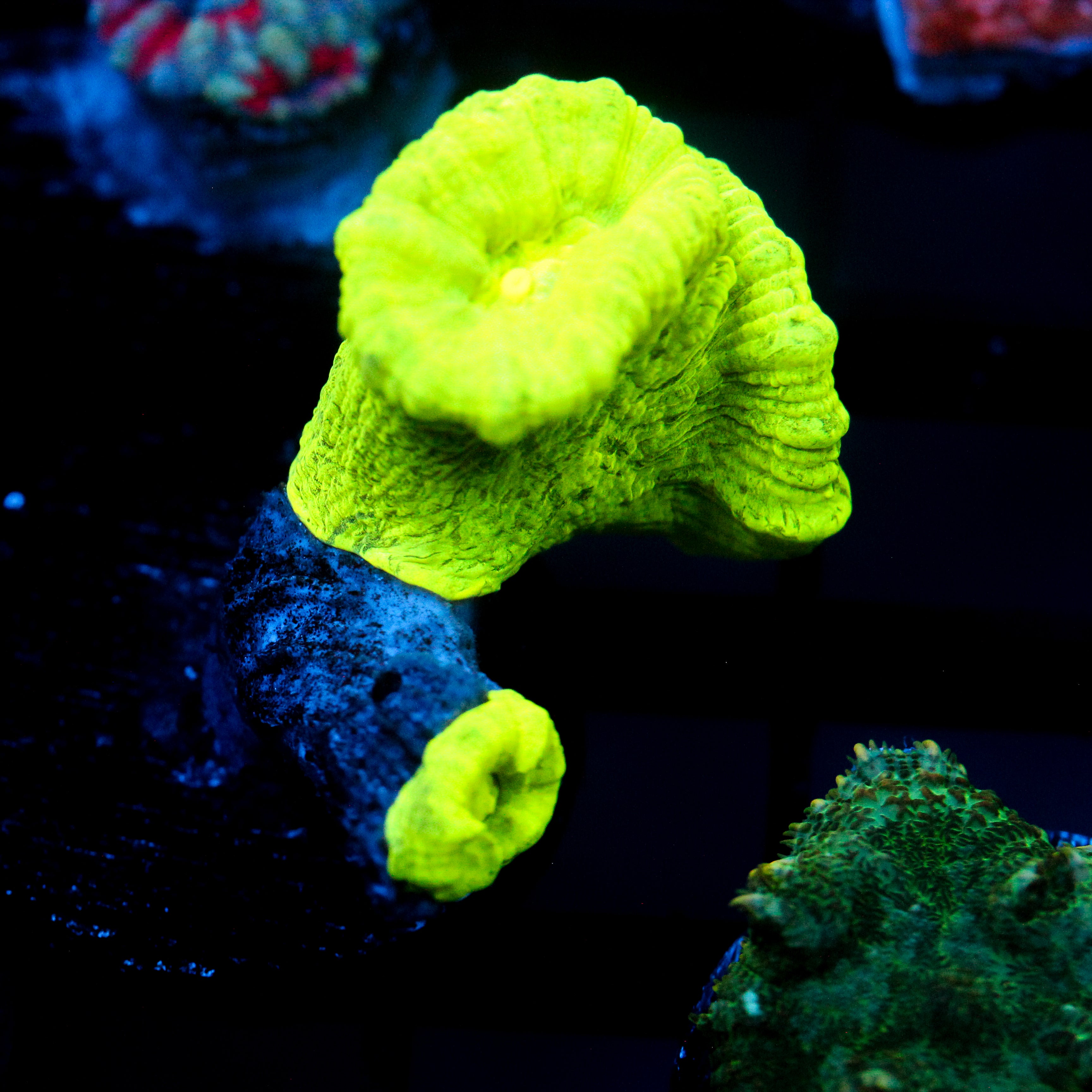 JC Trumpet Coral