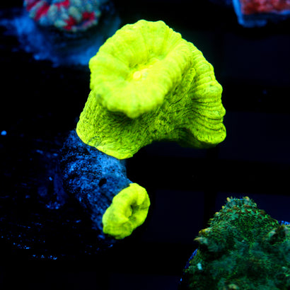 JC Trumpet Coral