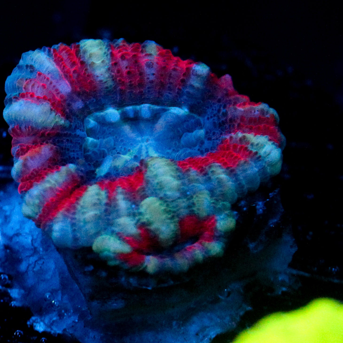 JC Blue Tiger Acan
