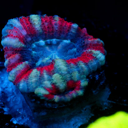 JC Blue Tiger Acan