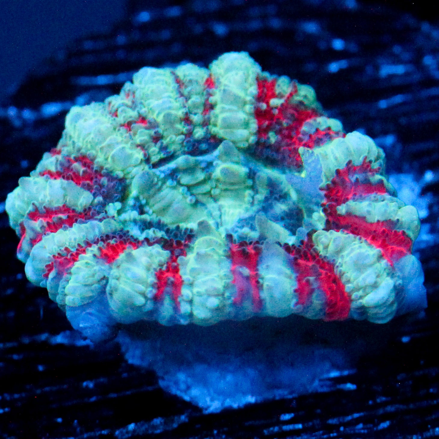 JC Teal Tiger Acan