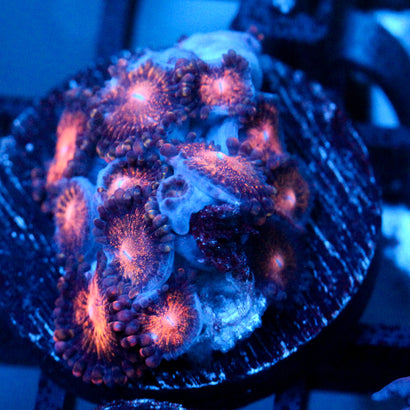 JC Speckled Kraze Zoanthid