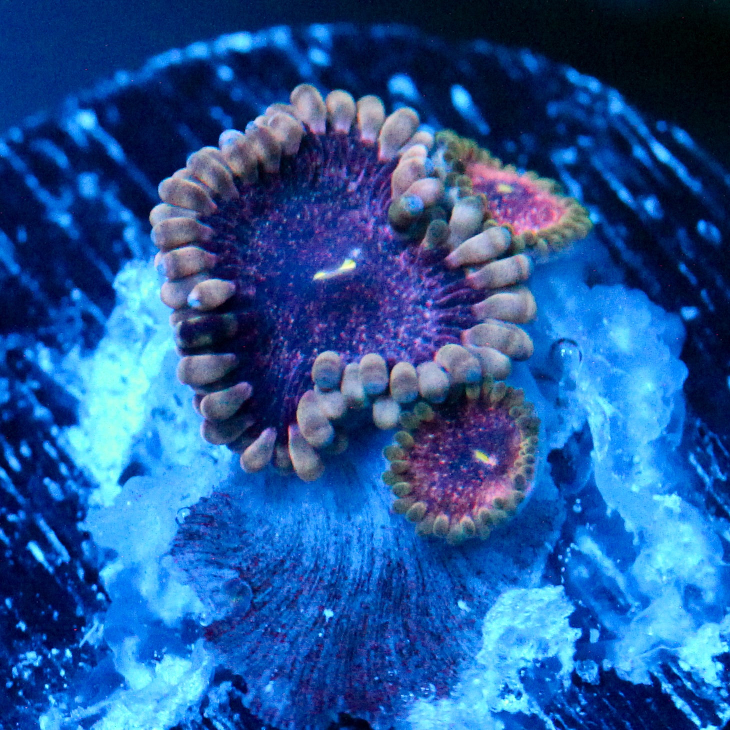JC Pulsar Quartz Zoanthid