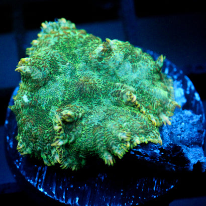 JC Lush Biome Rhodactis