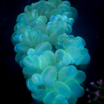 JC Minty Bubble Coral 6"+
