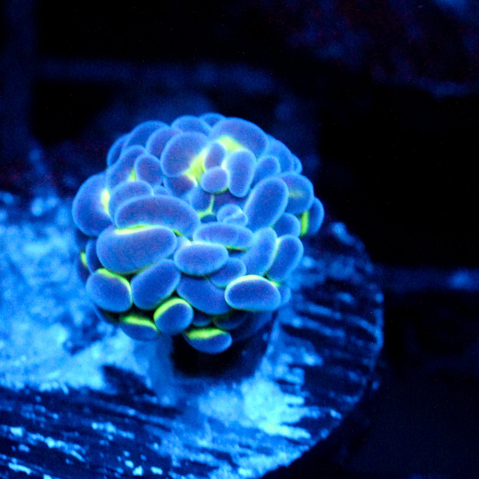 JC Hologram Hammer