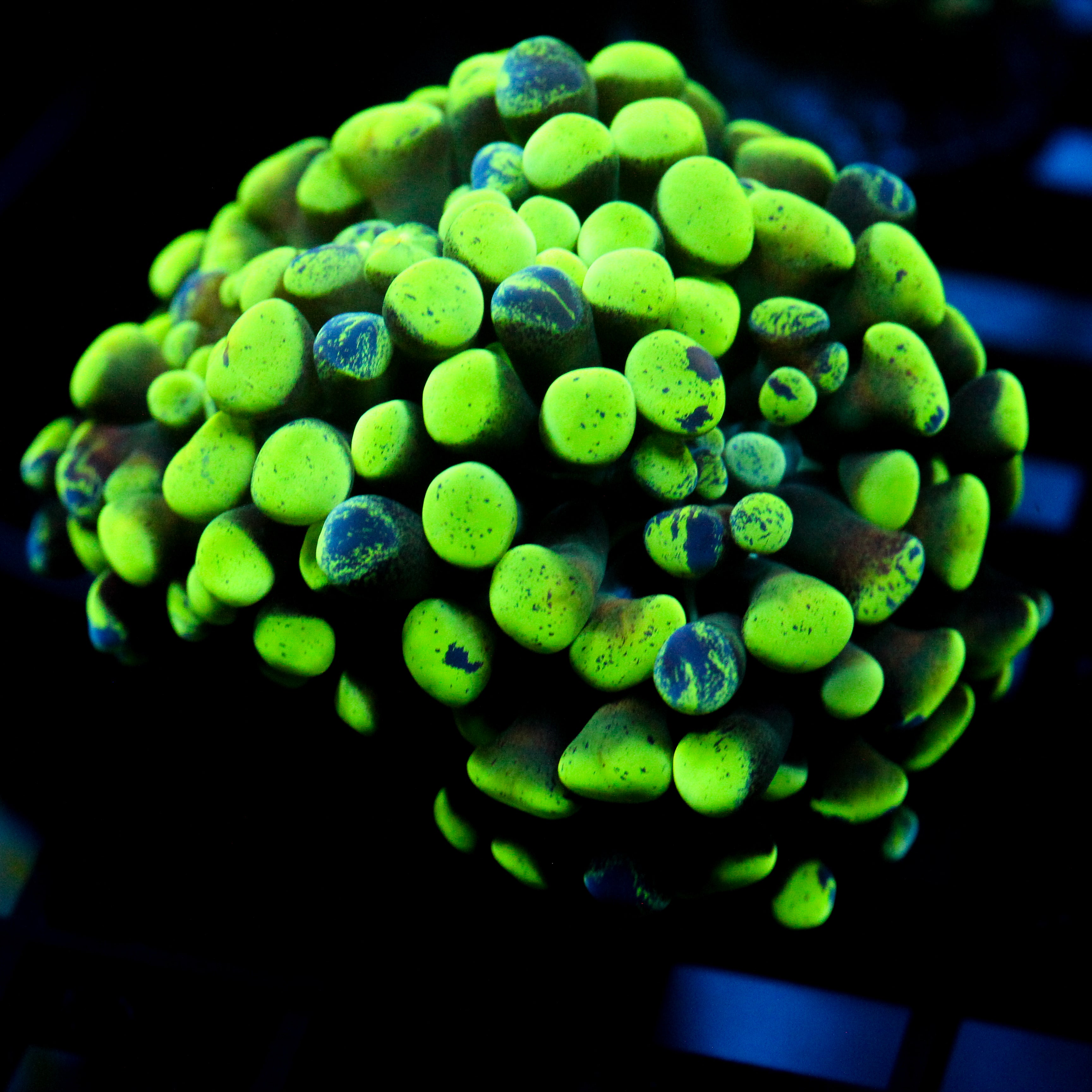 JC Ultra Splatter Hammer