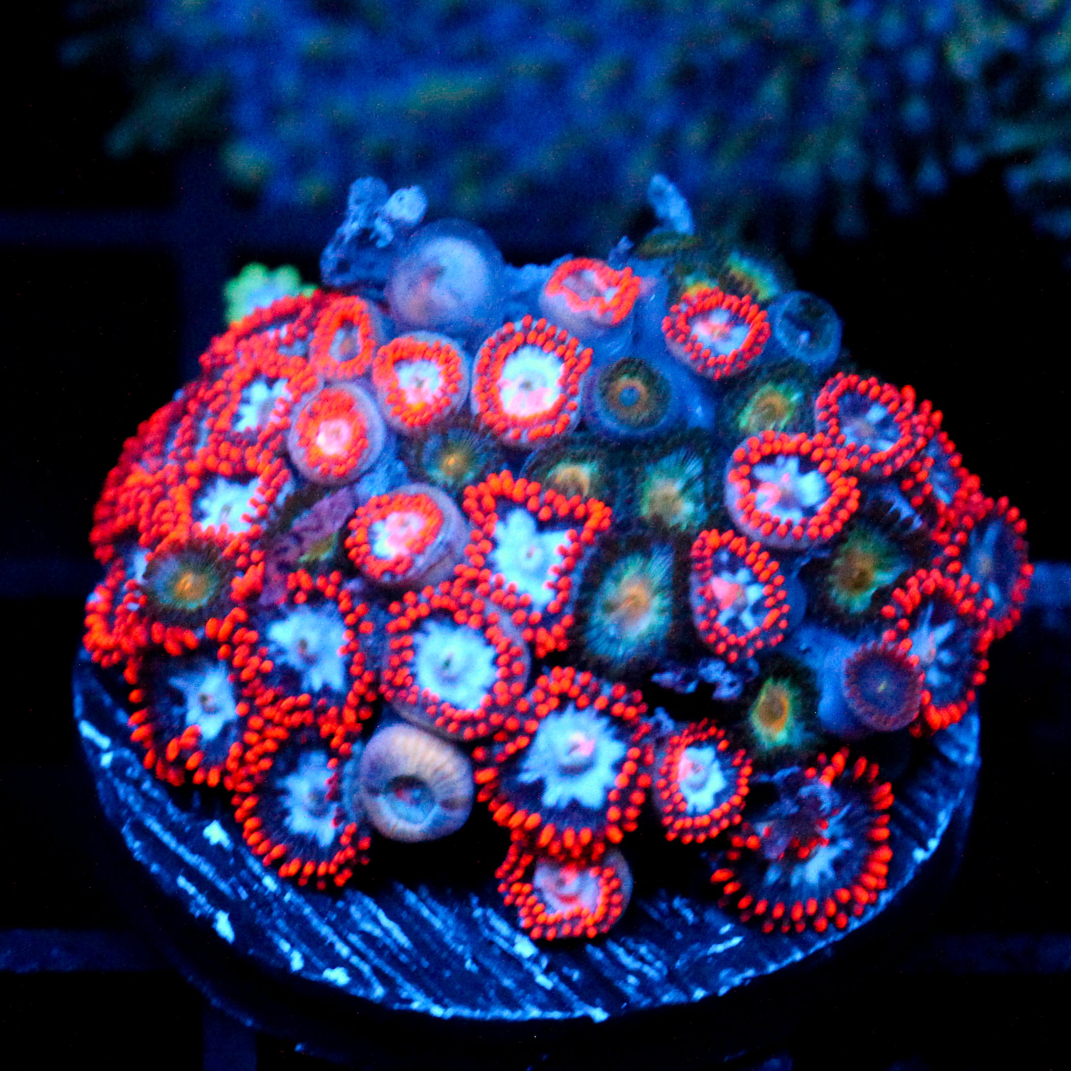 JC Frozen Fever Zoanthid