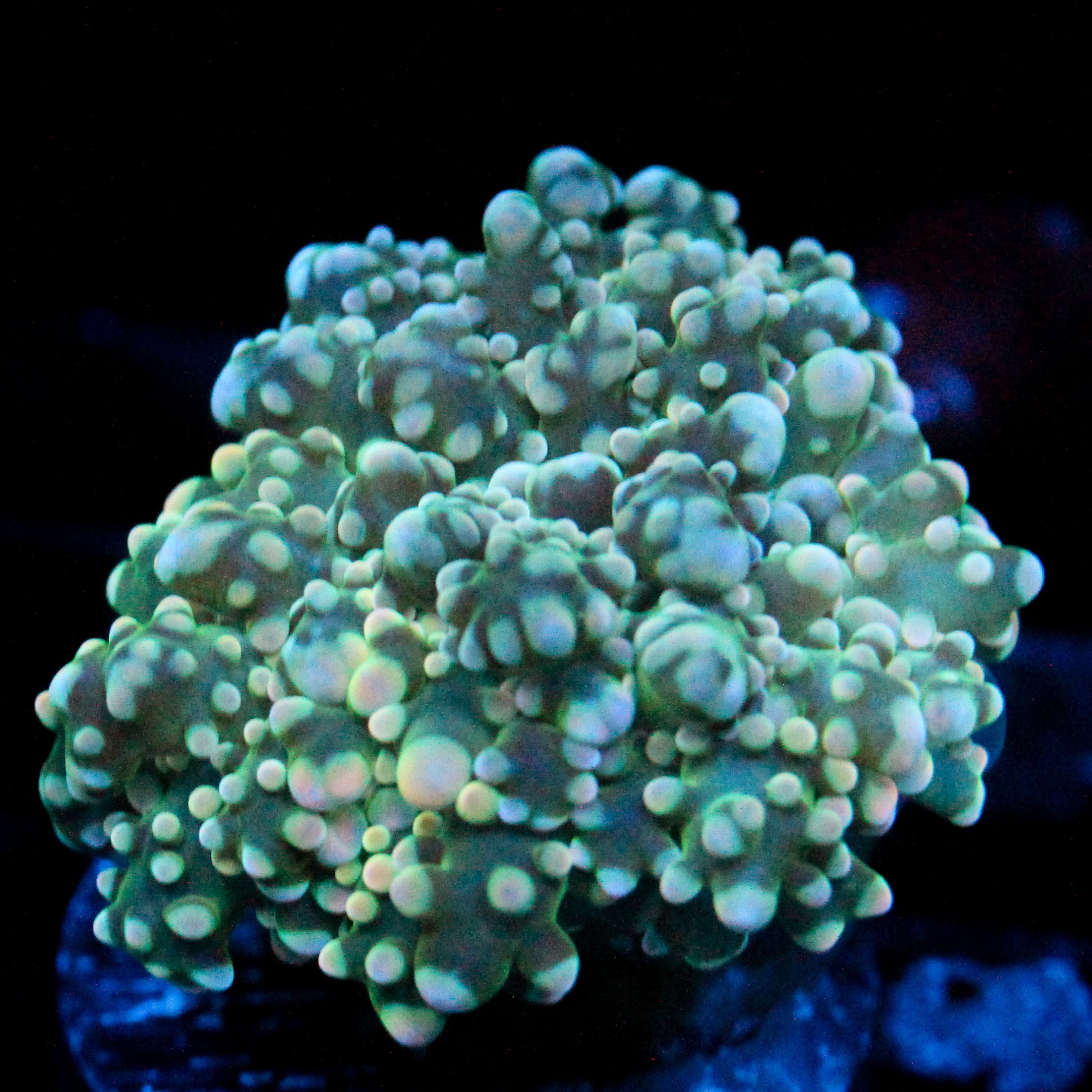 JC Orange Vibe Octo