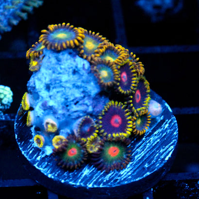 JC Saturn + Empire + Alien Blood Zoanthid Mix