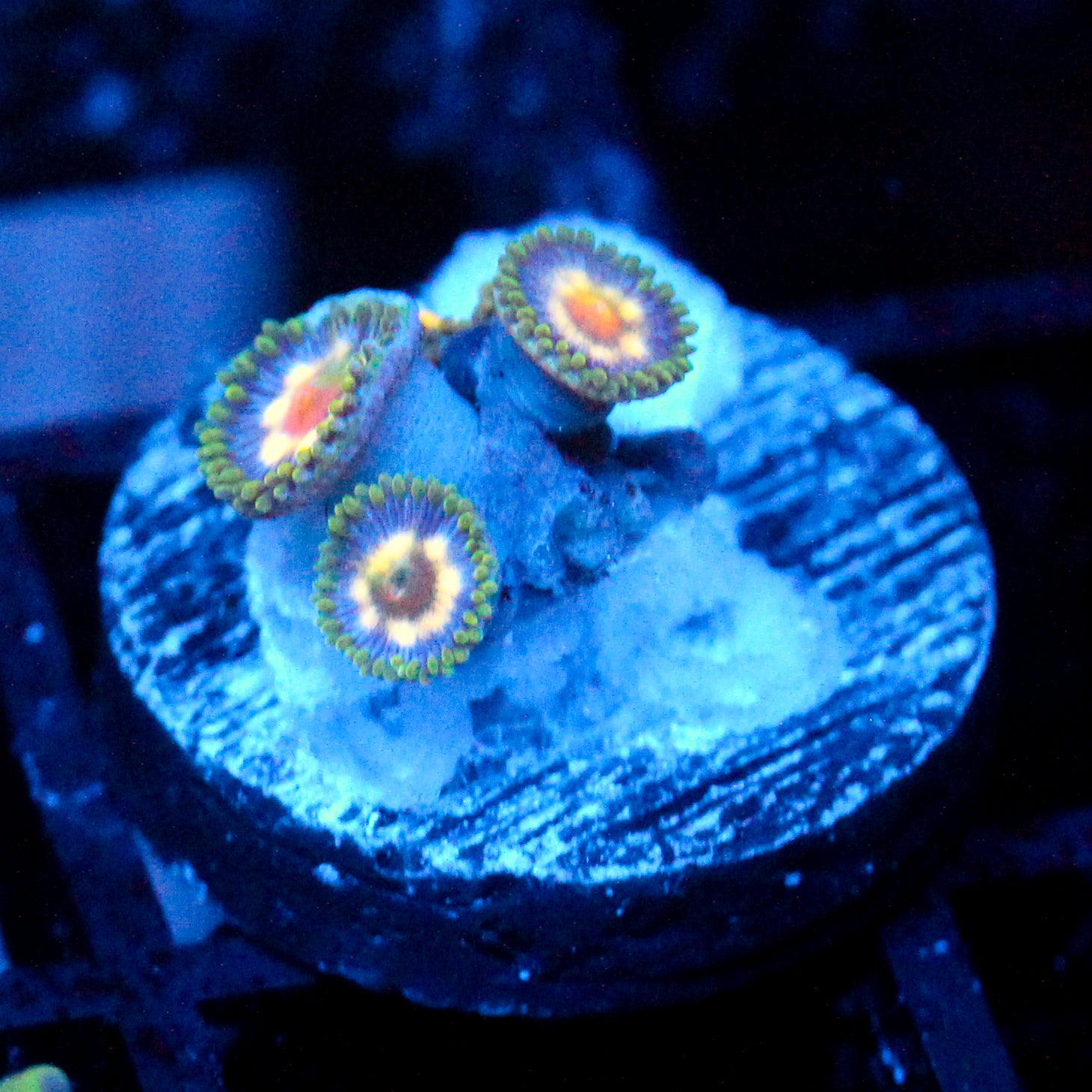 Jason Fox Stargazer Zoanthids
