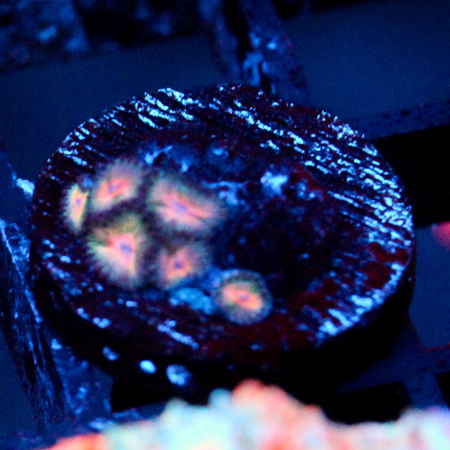 JC Peach Bellini Zoanthid