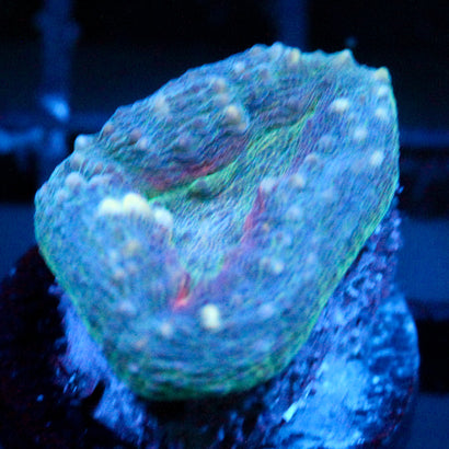 JC Blue Kiss Branching Lobo