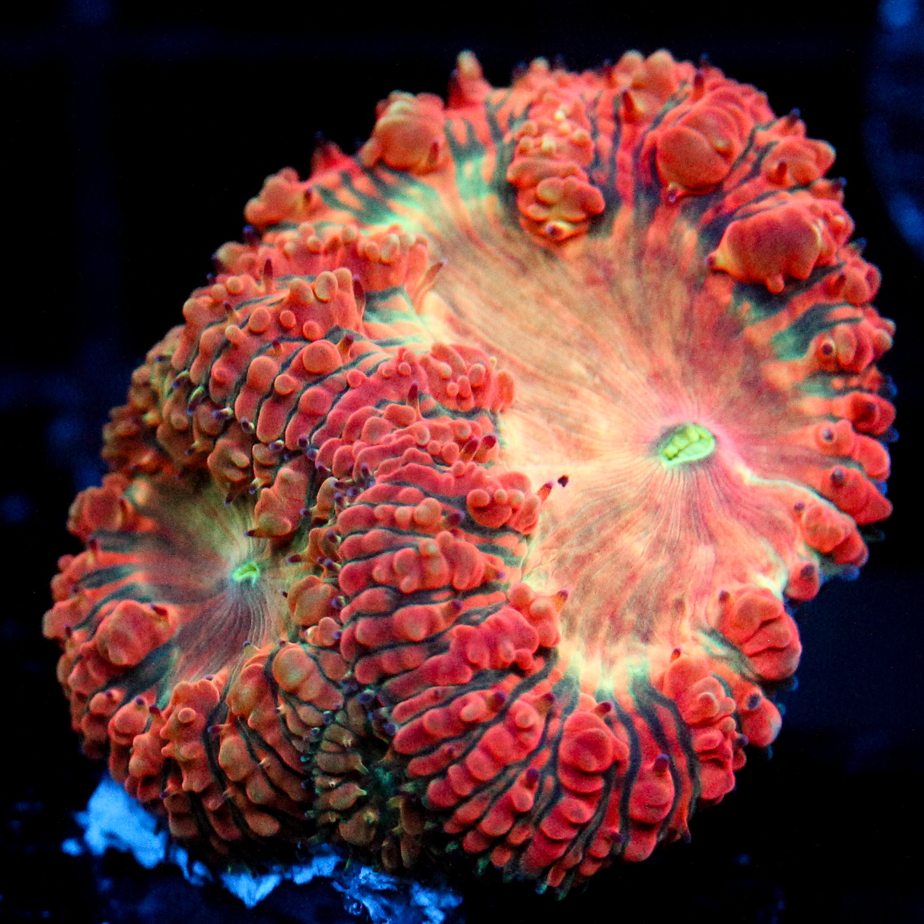 JC Fox Nebula Blasto Triple