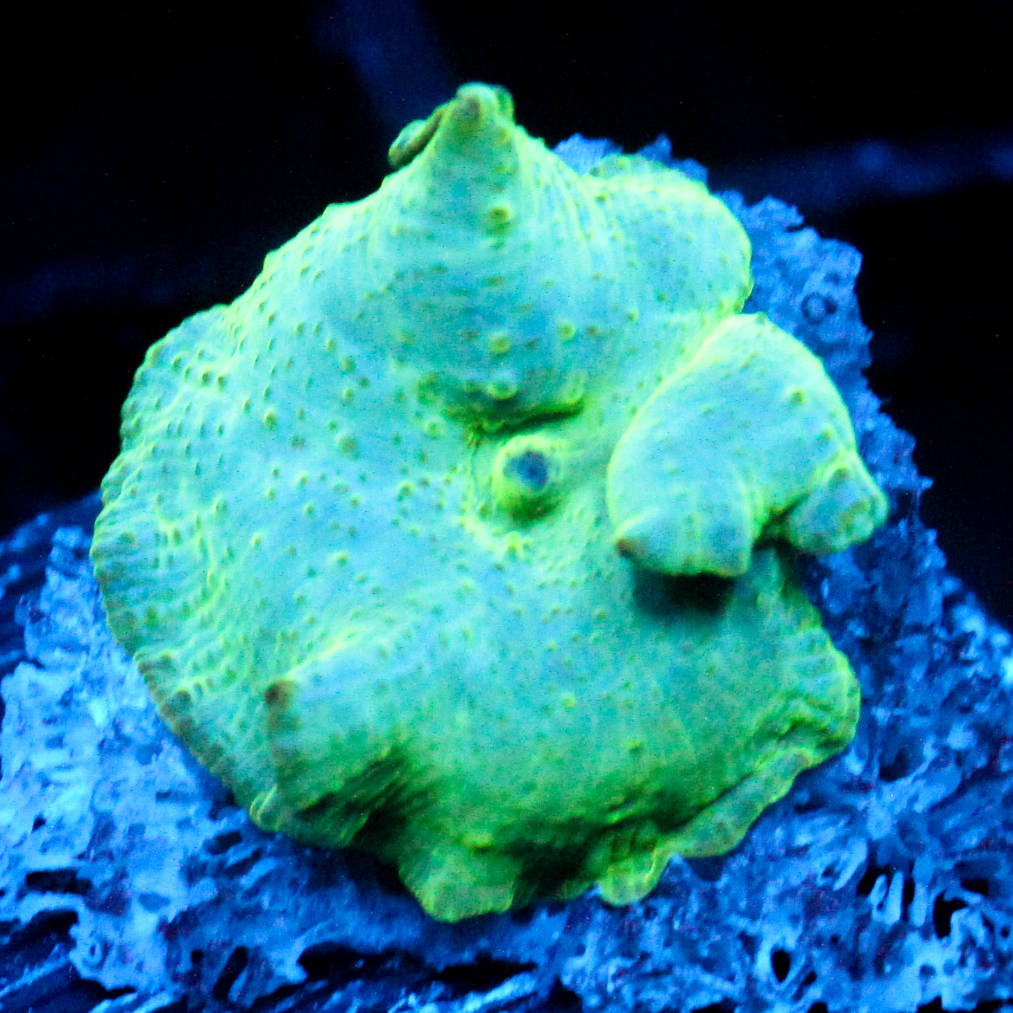 JC Hyper glow Discosoma