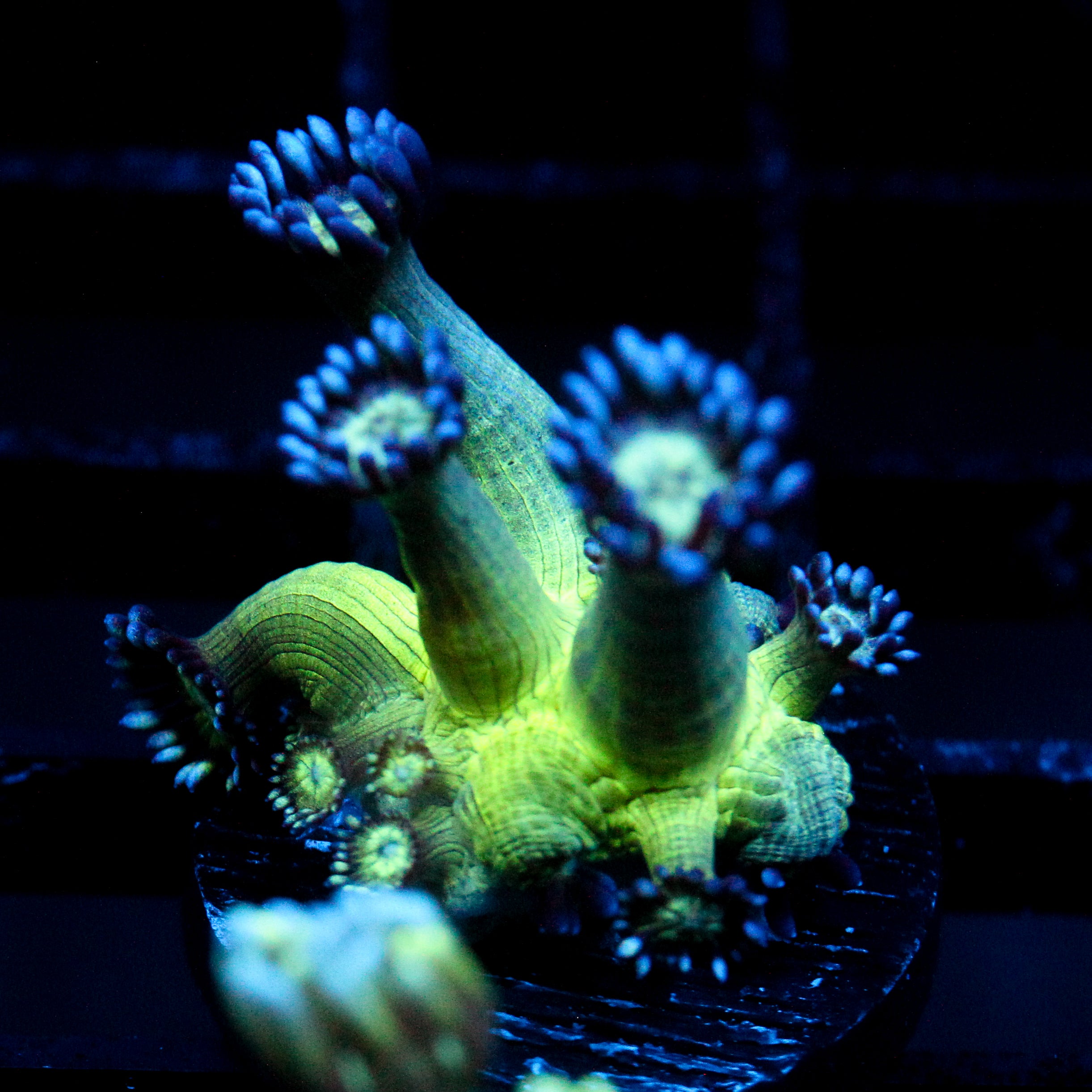 JC Peacock Goni
