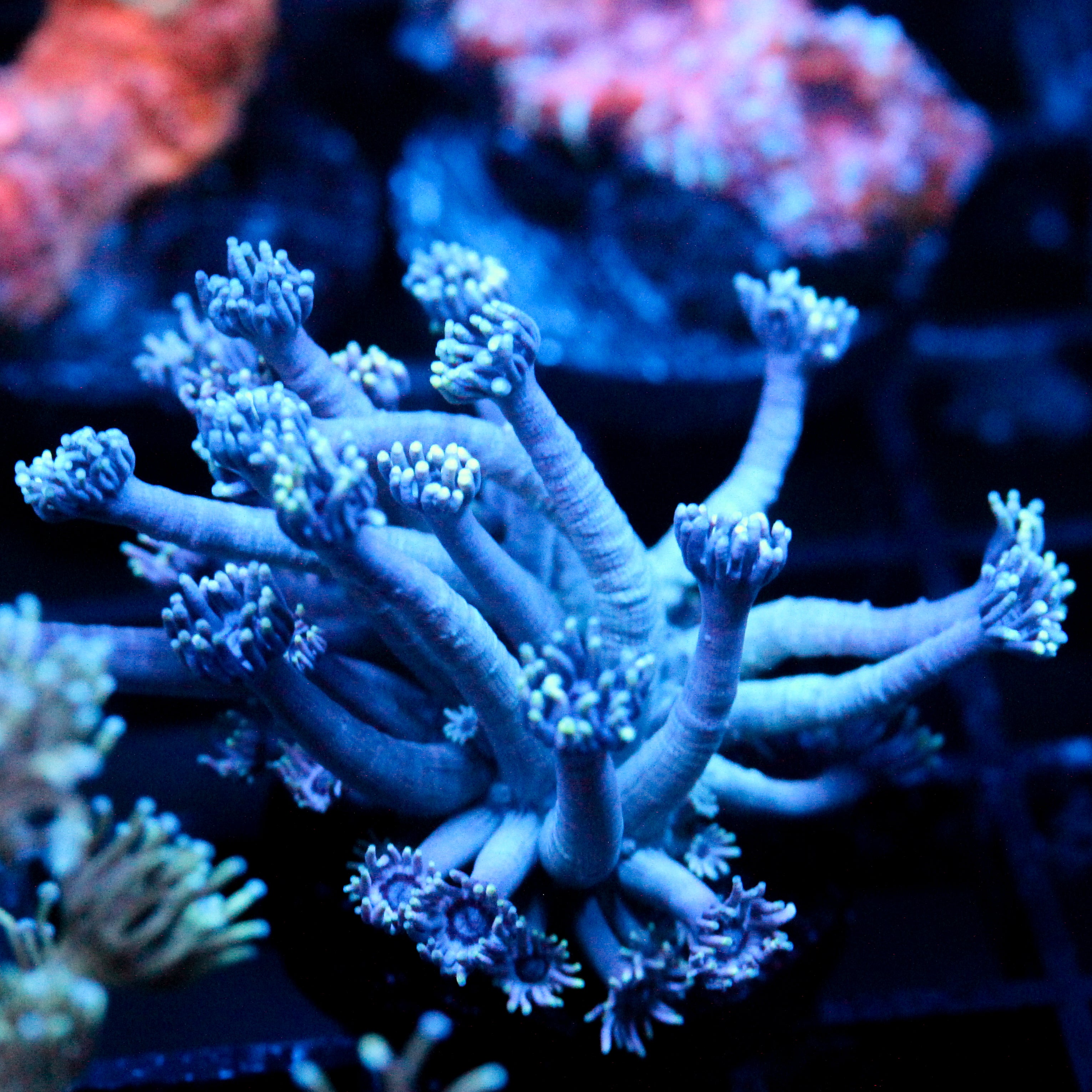 JC Chilled Tendrils Goni