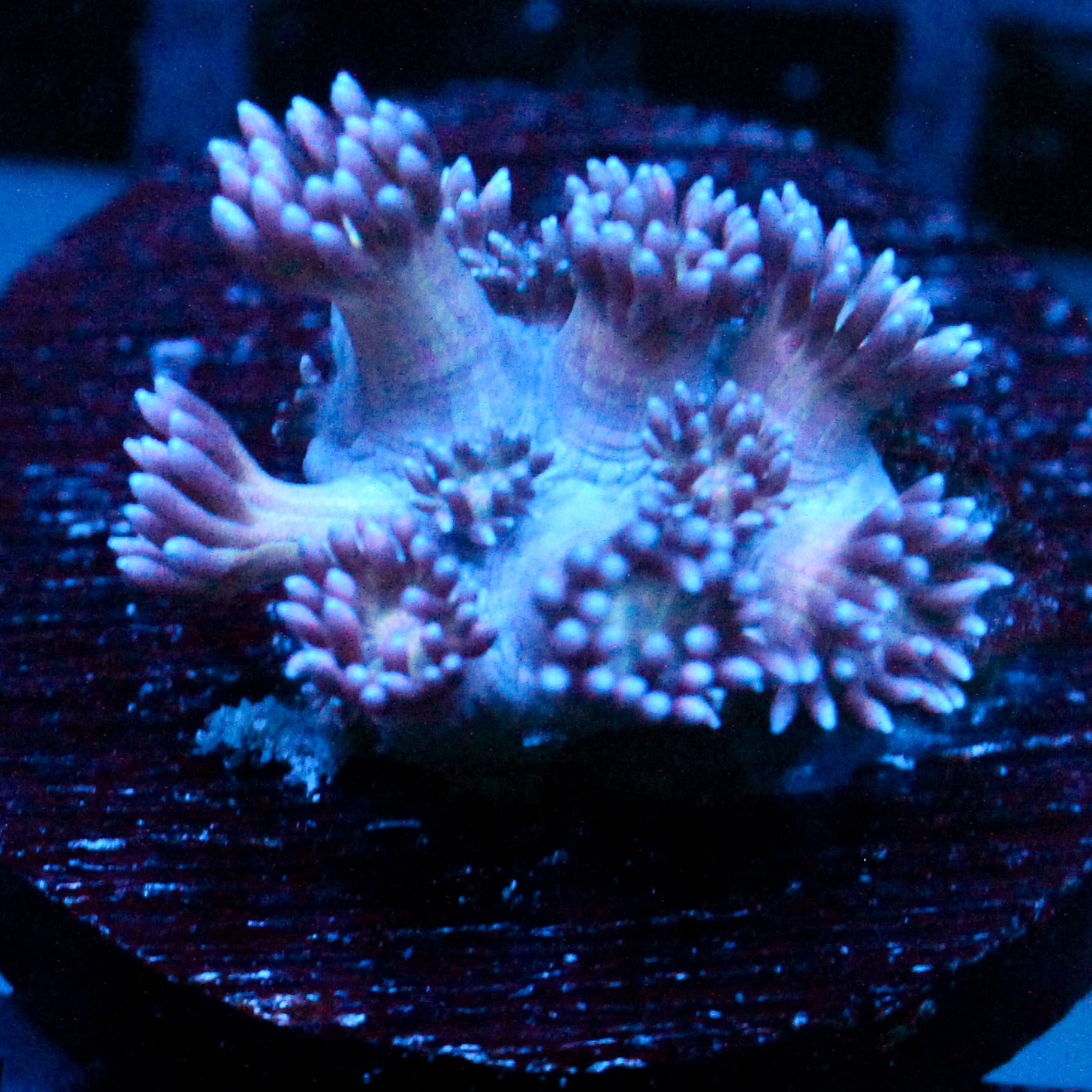JC Blue Berries Goni