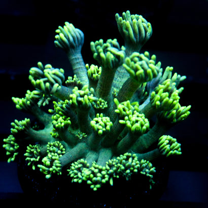 JC Neon Flare Goni