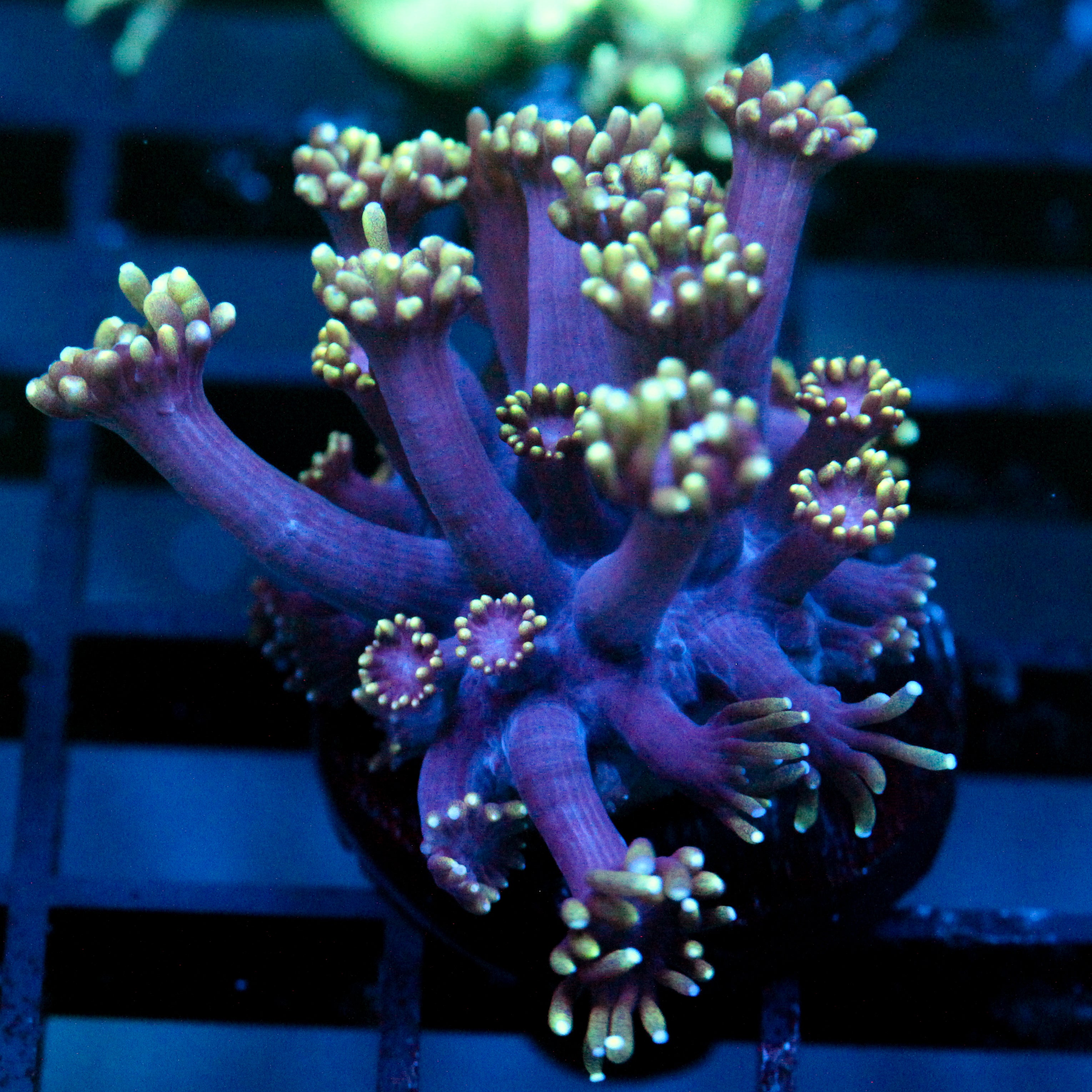 JC Tentacool Goni