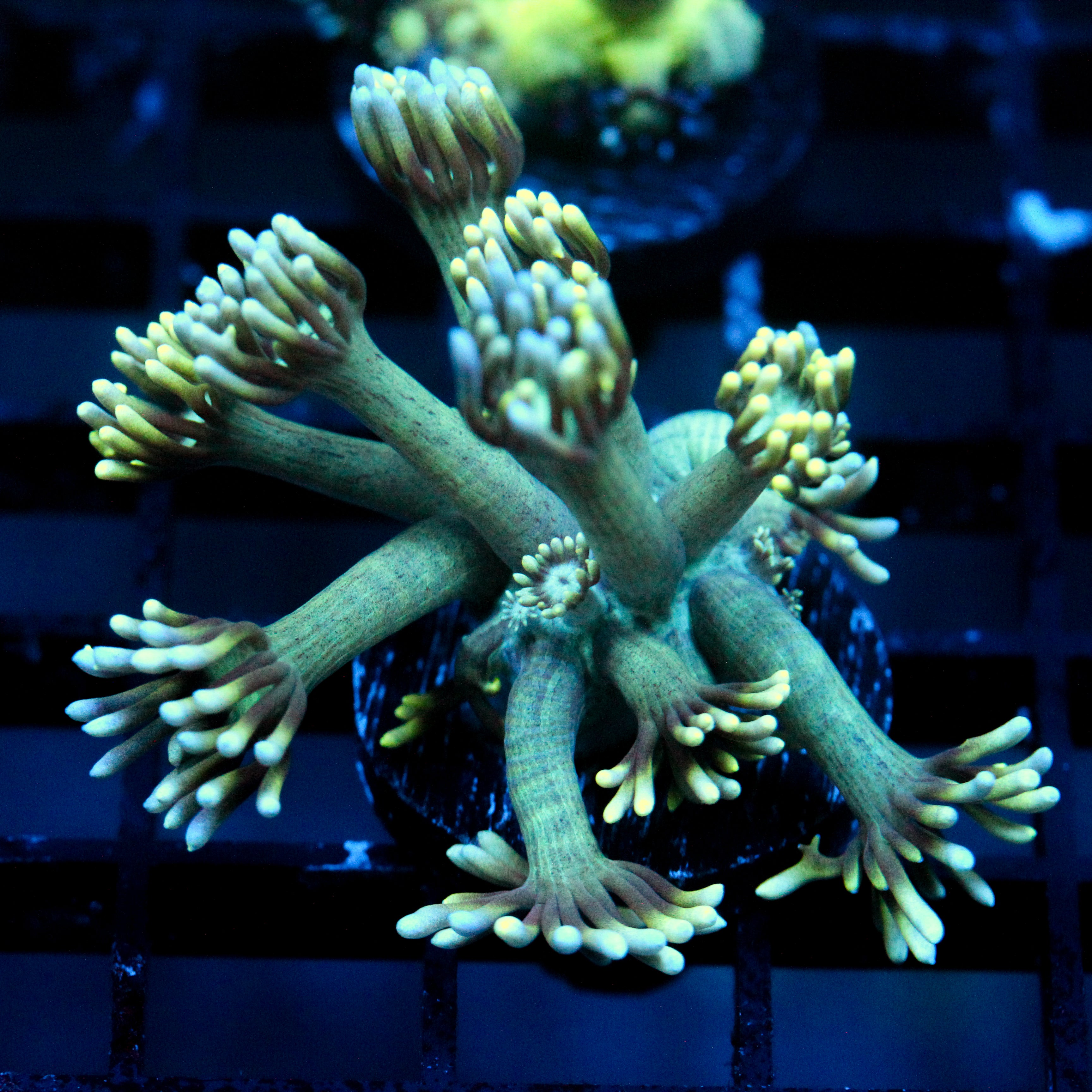 JC Neon Petals Goni