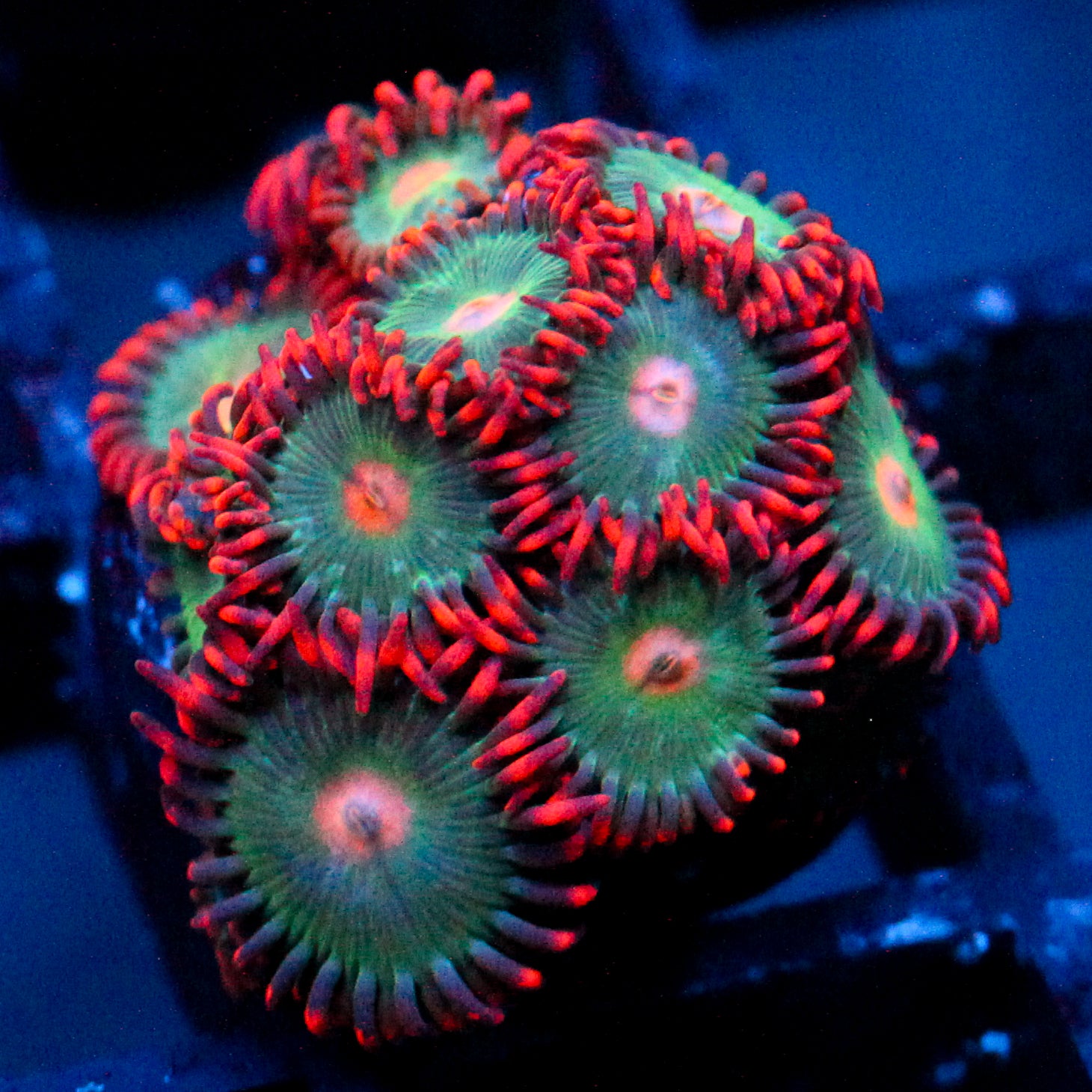 JC Gatorade Zoanthids