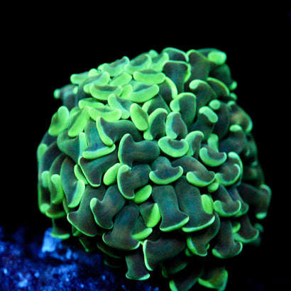 JC Irish Bouquet Hammer