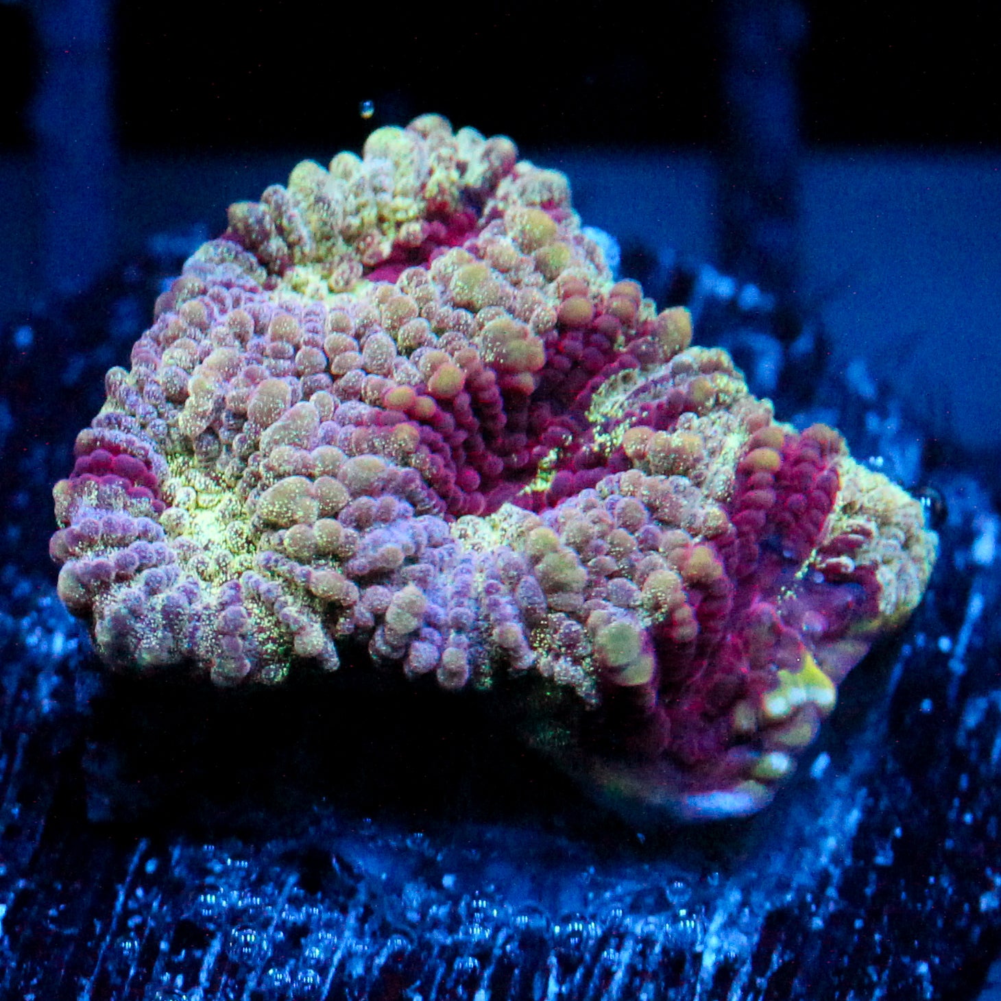 JC Pandora's Box Favia