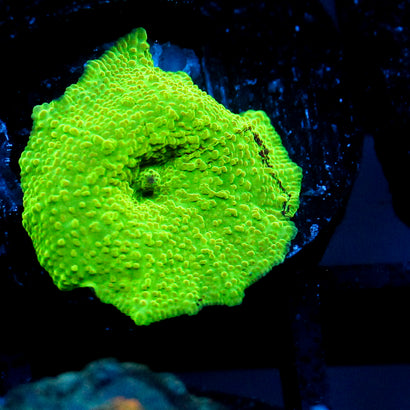 JC Ultra Eclectus Mushroom