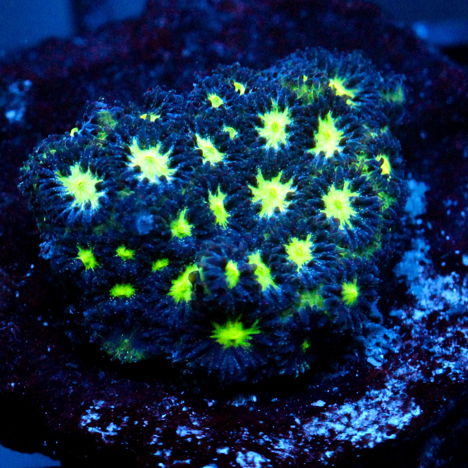 JC Blue Hype Leptastrea