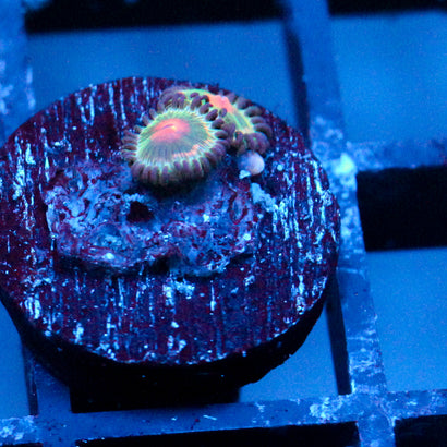 JC Alien Blood Zoanthid