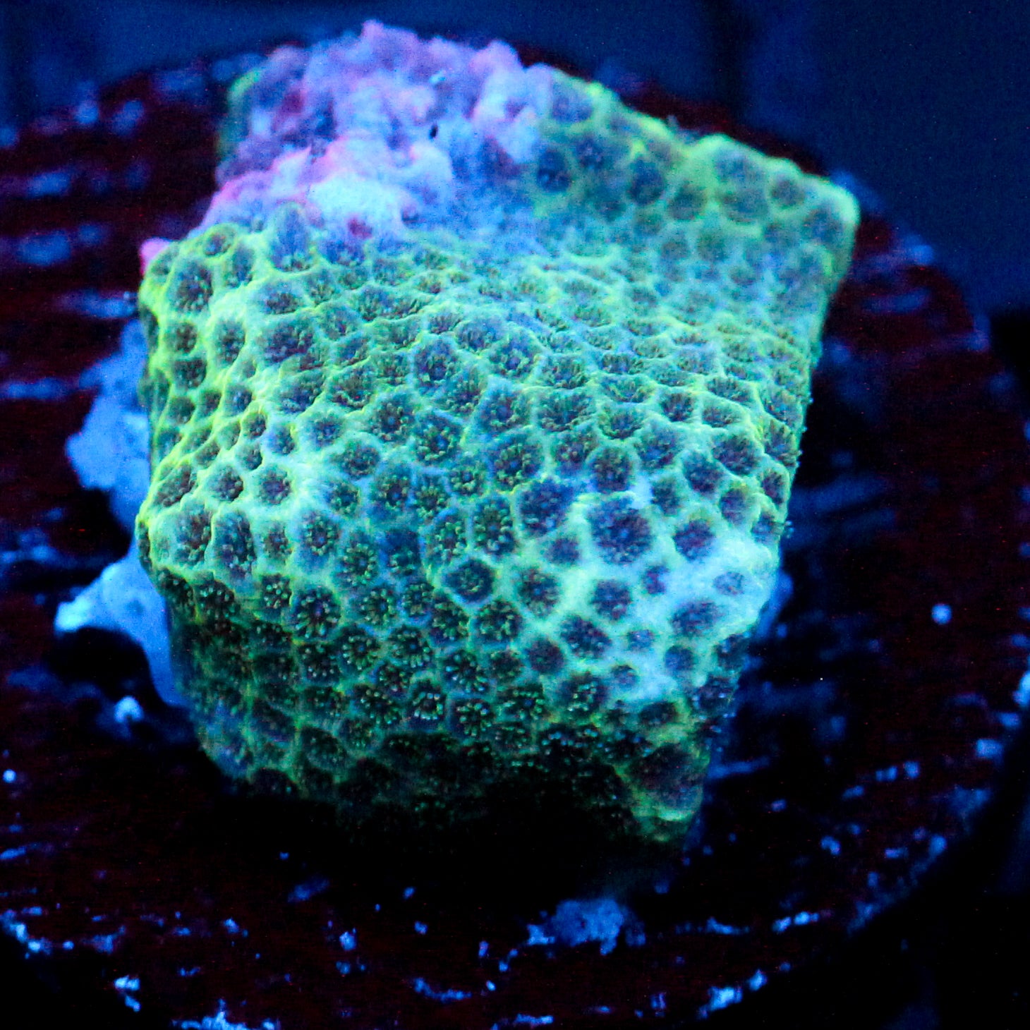 JC Green Porites Coral