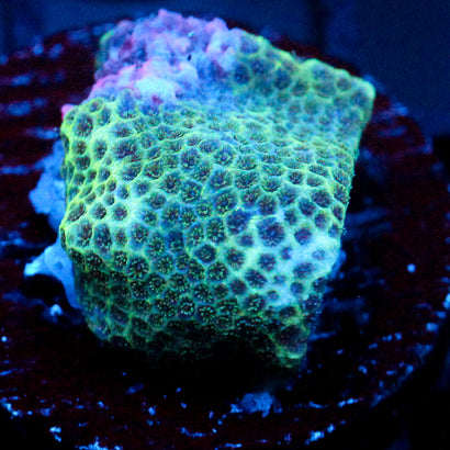 JC Green Porites Coral