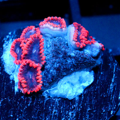 JC Typhloshion Zoanthid