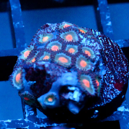 JC Blue Raven Zoanthid
