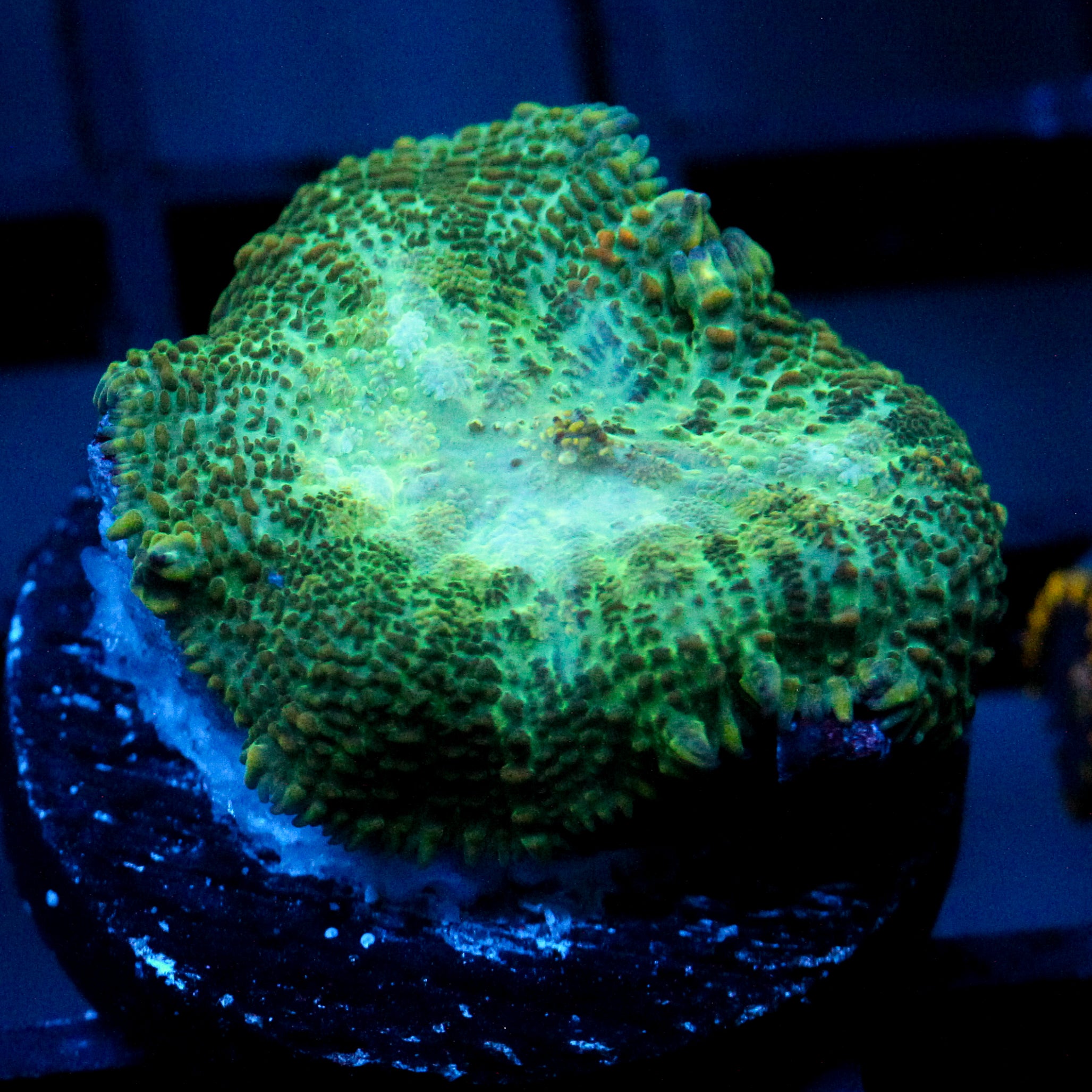 JC Lush Biome Rhodactis