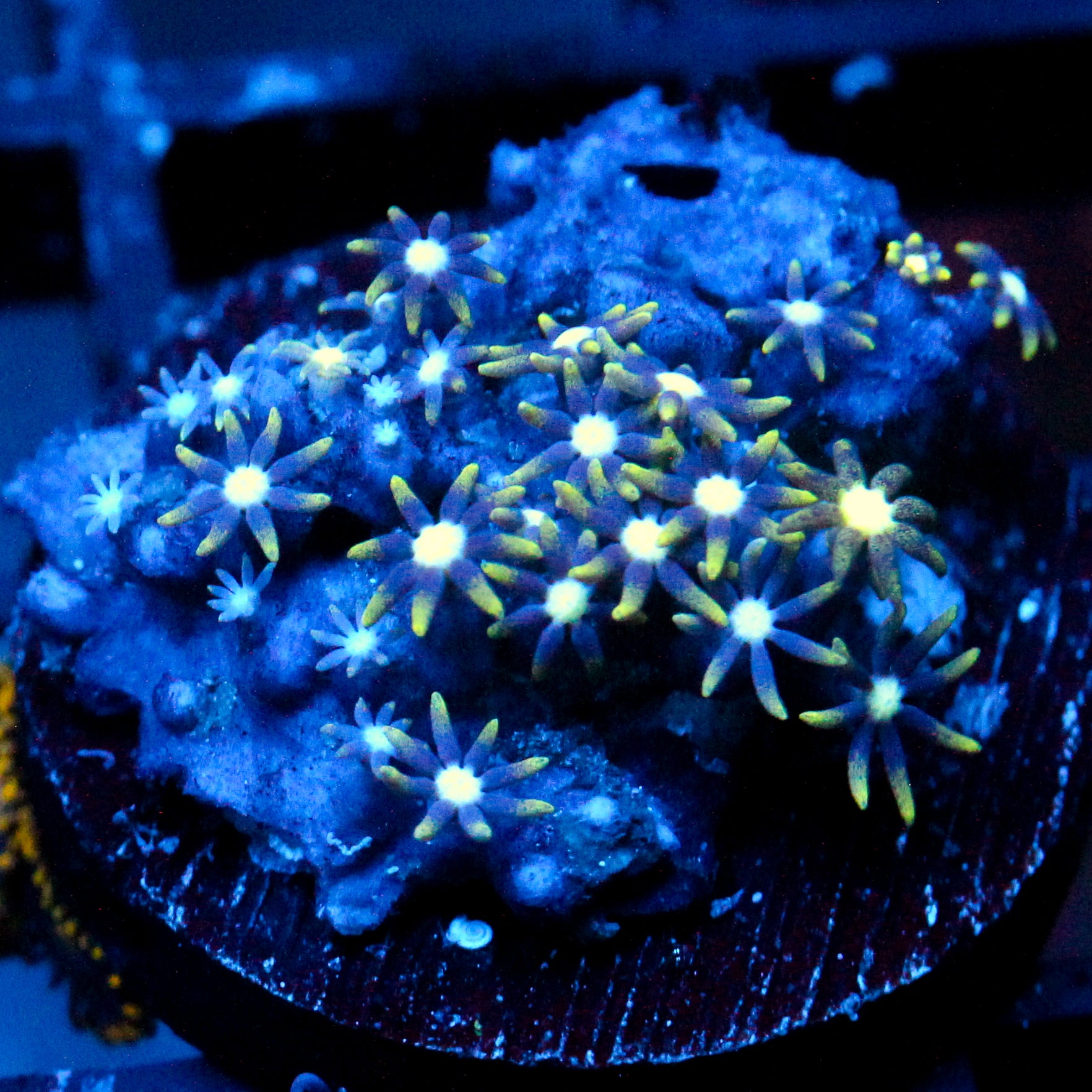 JC Star Polyp
