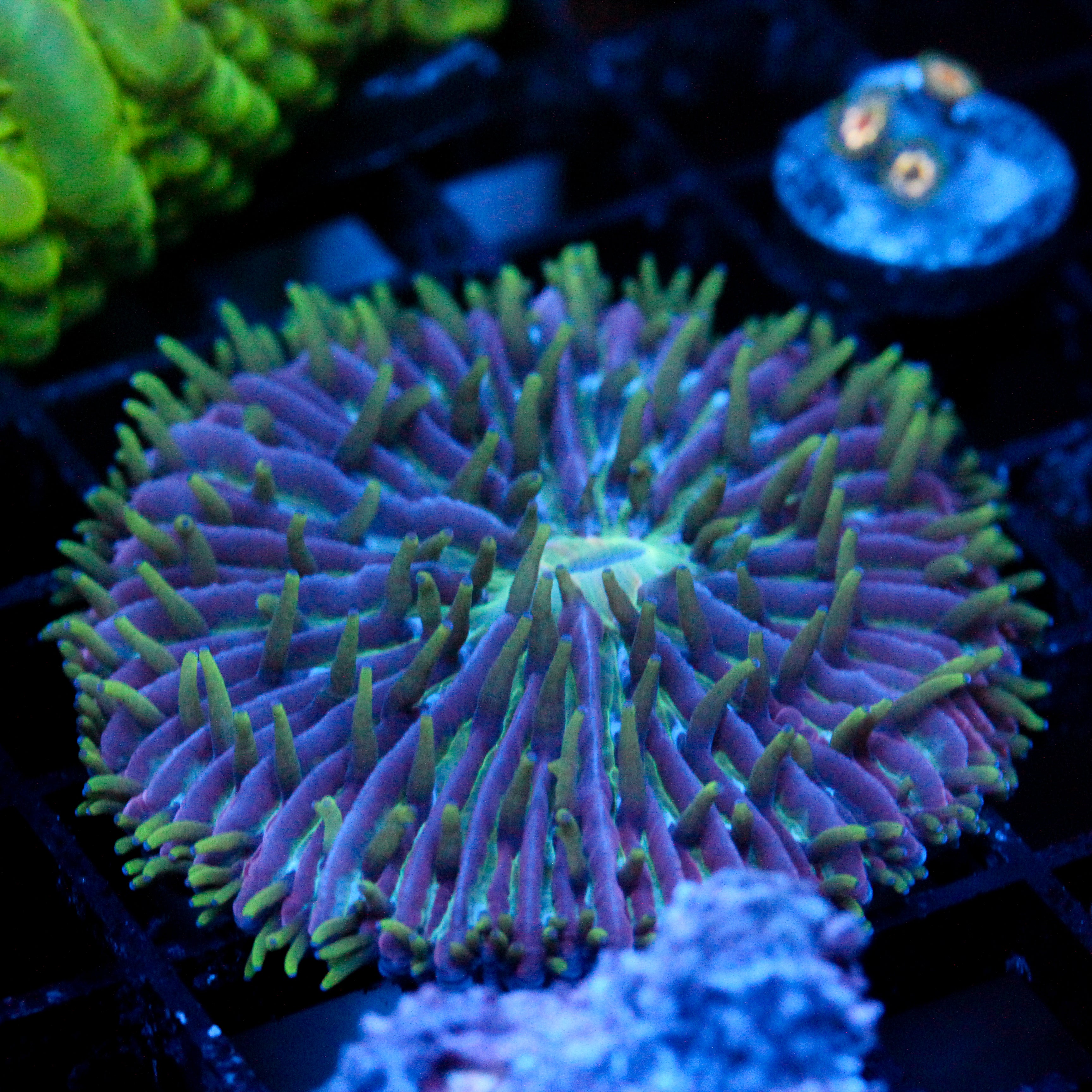 JC Ultra Violet Plate Coral 2"+
