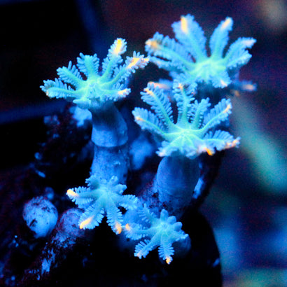 JC Orange Tip Clove Polyp
