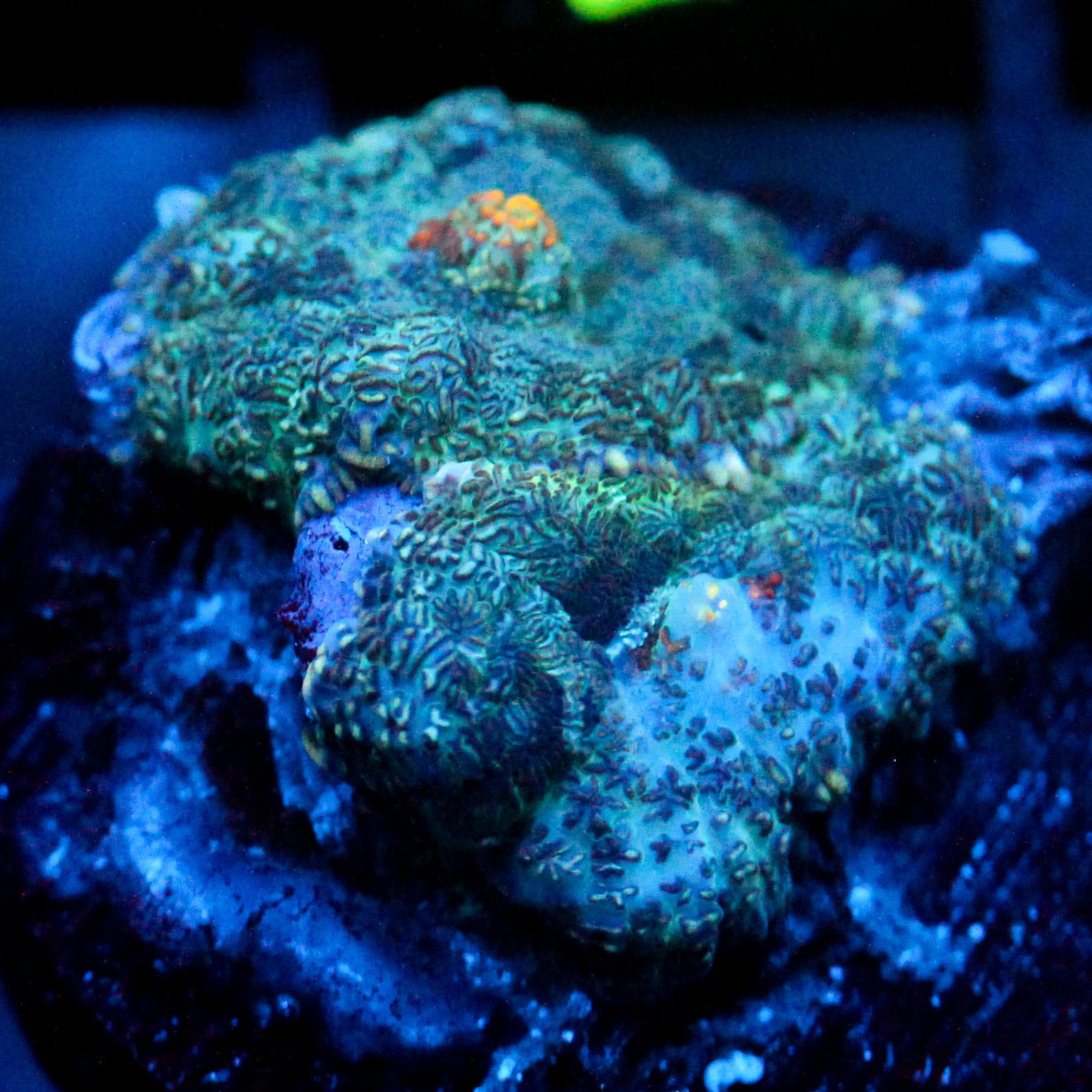 JC Gold Gobbler Rhodactis