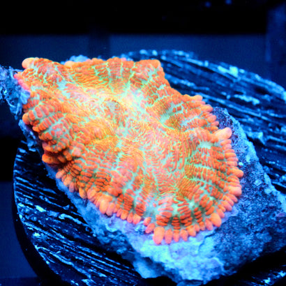 JC Orange Julius Rhodactis
