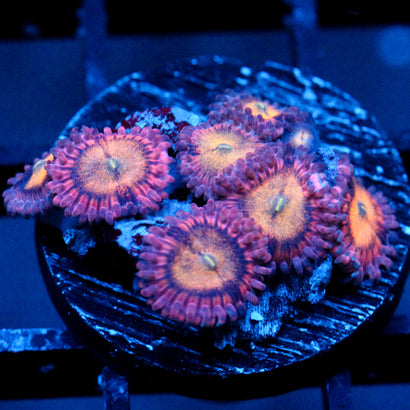 JC Mango Smoothie Zoanthid