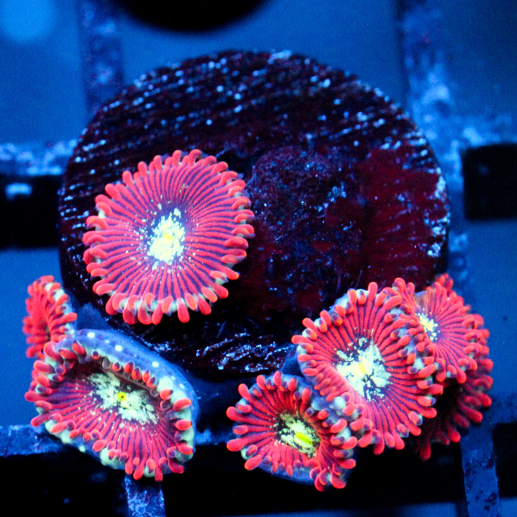 JC Magician's Zoanthid