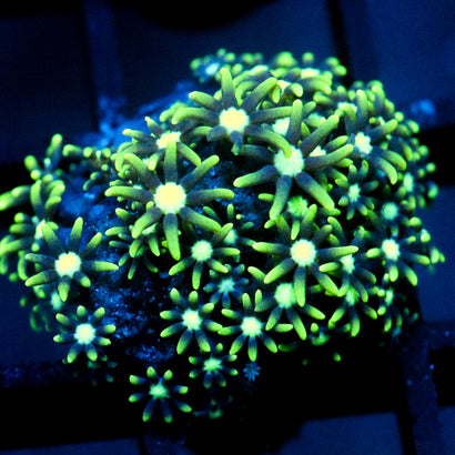 JC GSP
