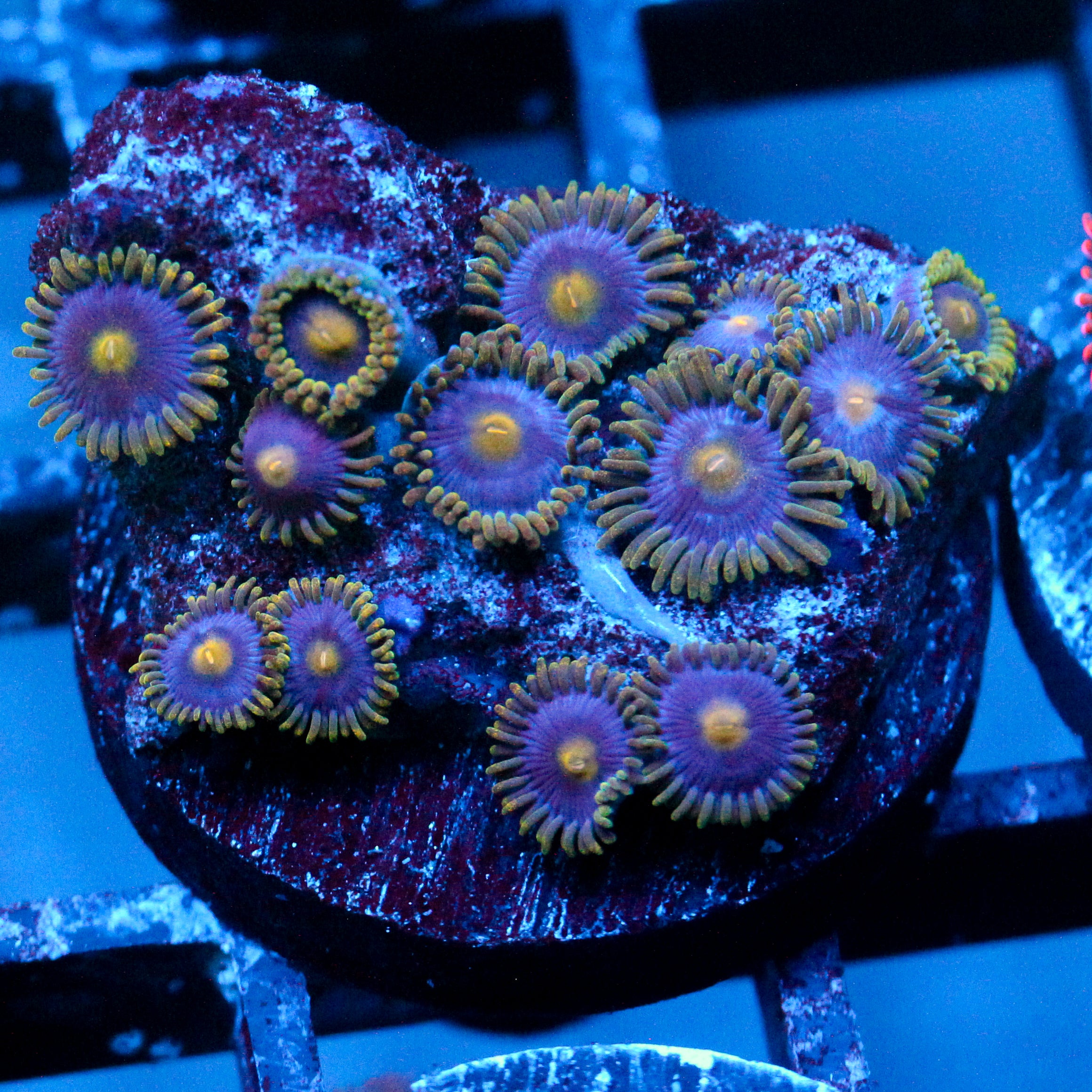 JC Gold Burst Zoanthid