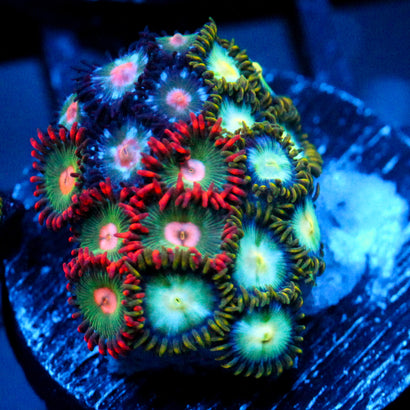 JC Zoa Garden Seed