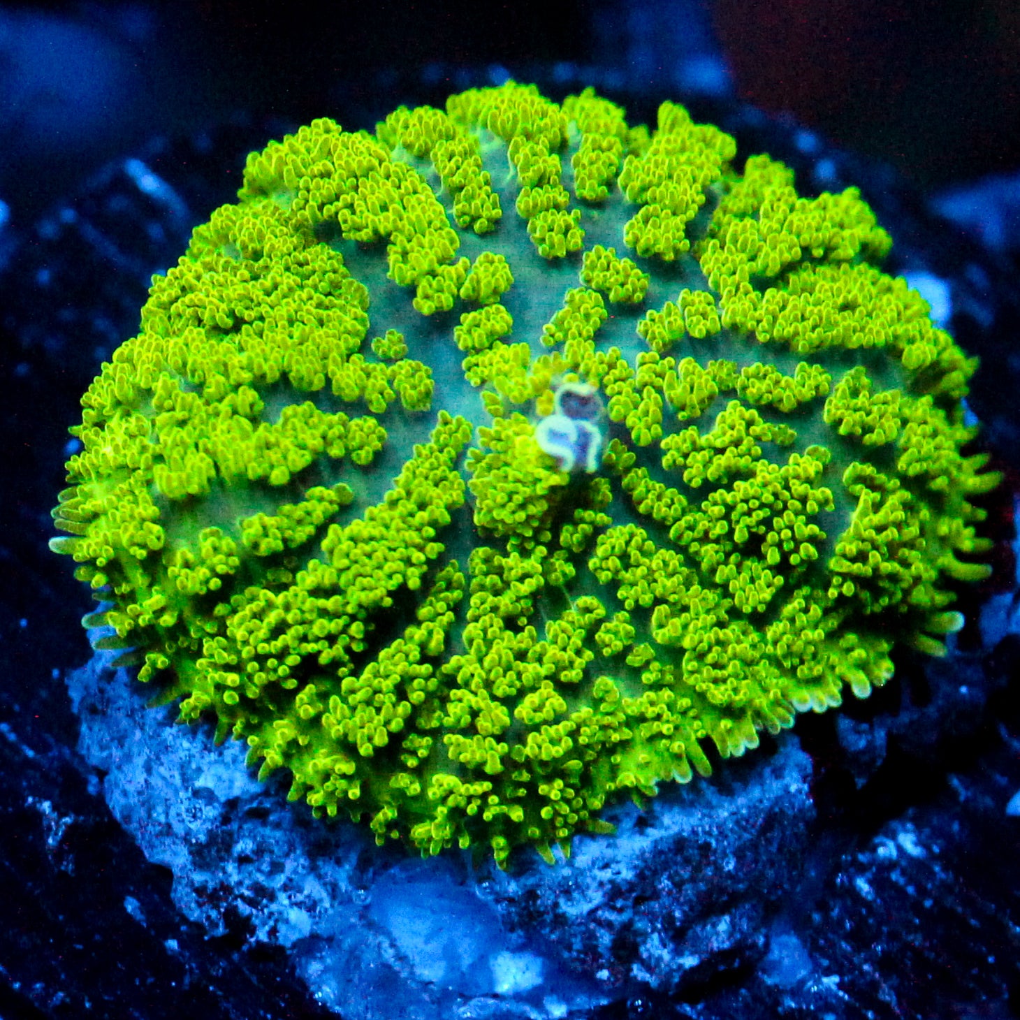 JC Neon Green Rhodactis