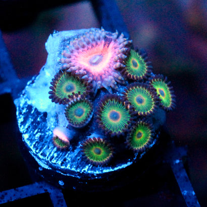 JC Zoa Garden Seed