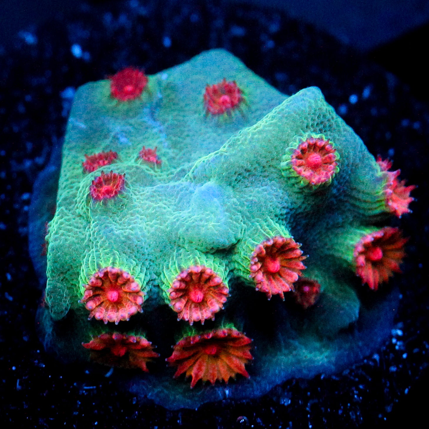 JC Meteor Shower Cyphastrea