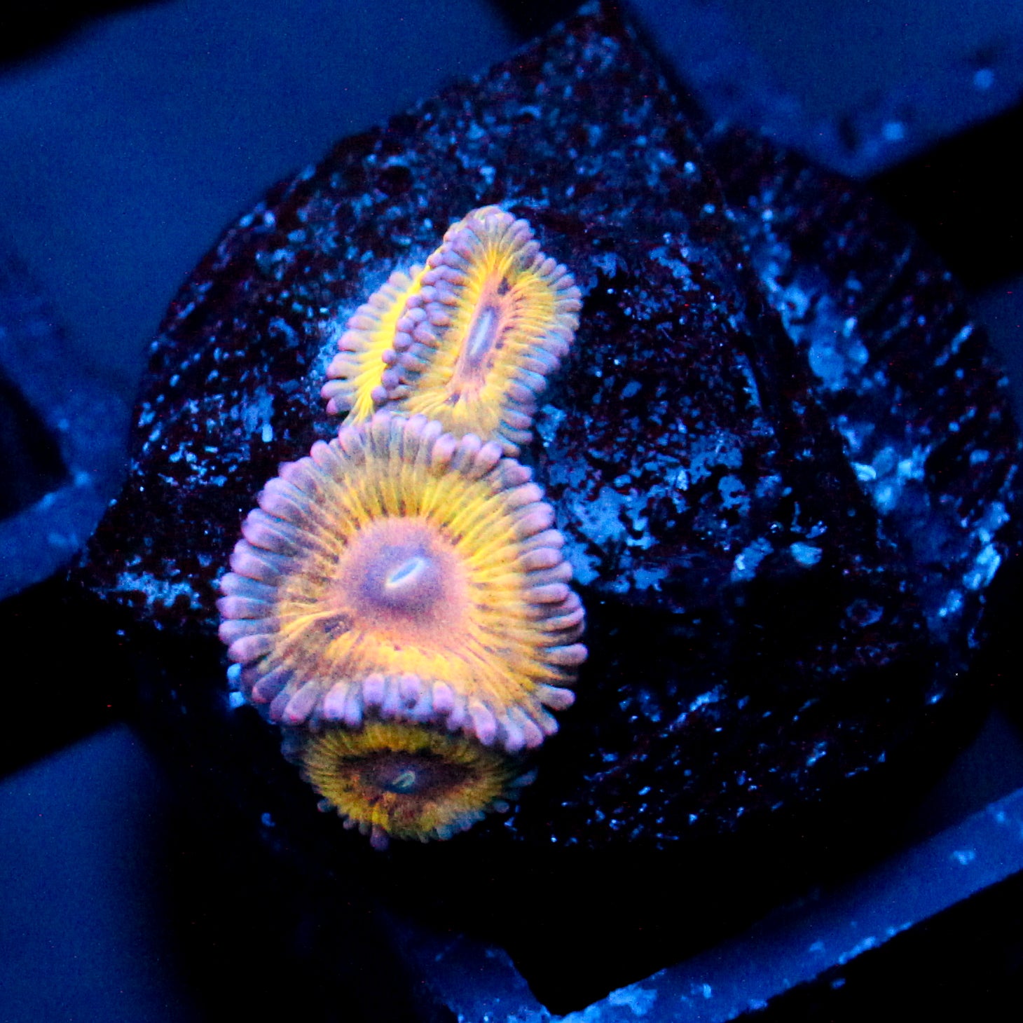 JC Pink Seam Zoanthid